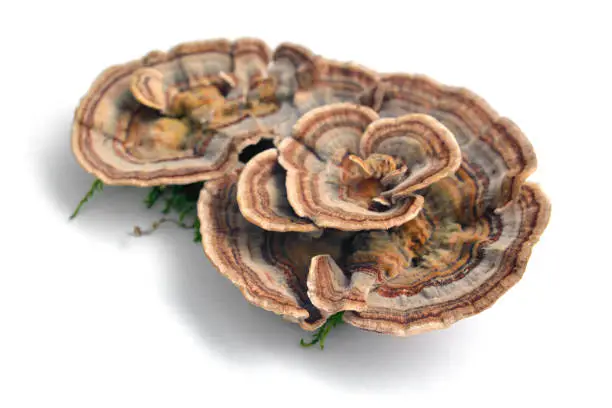 Photo of trametes versicolor mushroom