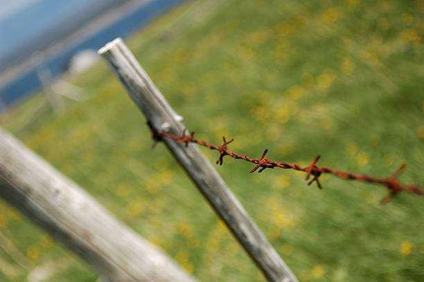 Barbed Wire 2 stock photo