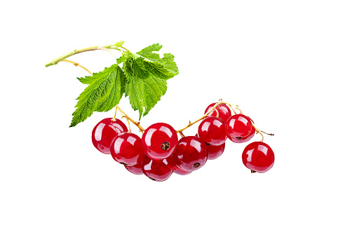 Red currant with splash isolated on a white background