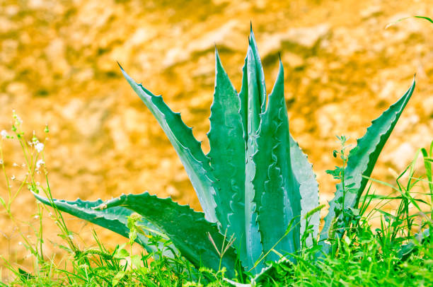 Blue agave plant with sword leaves
