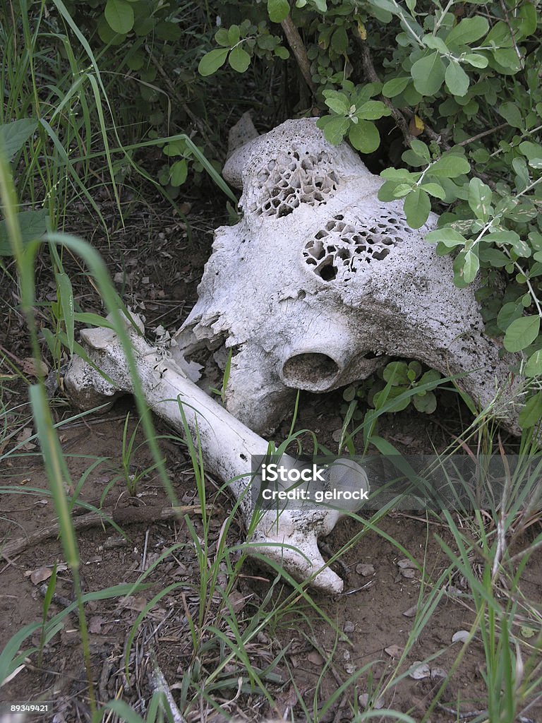 Buffalo Skull  Africa Stock Photo