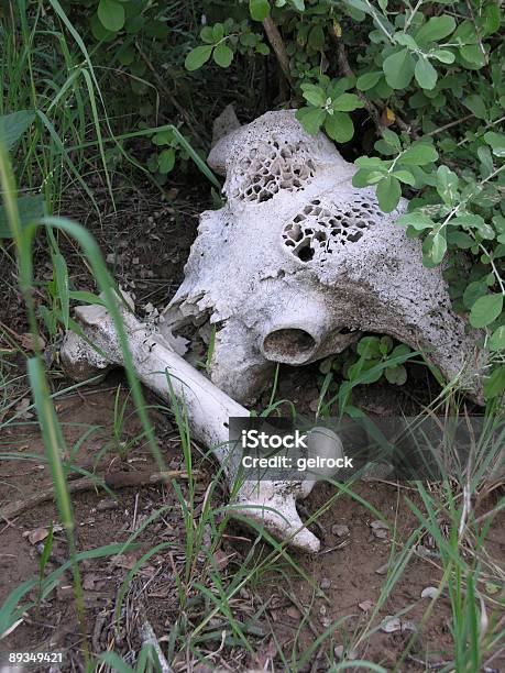 Buffalo Skull Stock Photo - Download Image Now - Africa, Animal Skull, Animals In The Wild