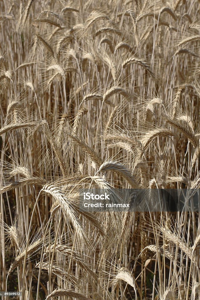 3/3 trigo - Foto de stock de Agricultura royalty-free