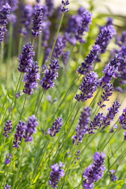 istock Garden with the flourishing lavender 893496304