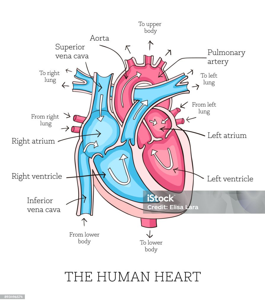 Colorful hand drawn illustration of human heart anatomy Hand drawn illustration of  human heart anatomy. Educational diagram showing blood flow with main parts labeled. Vector illustration easy to edit Anatomy stock vector