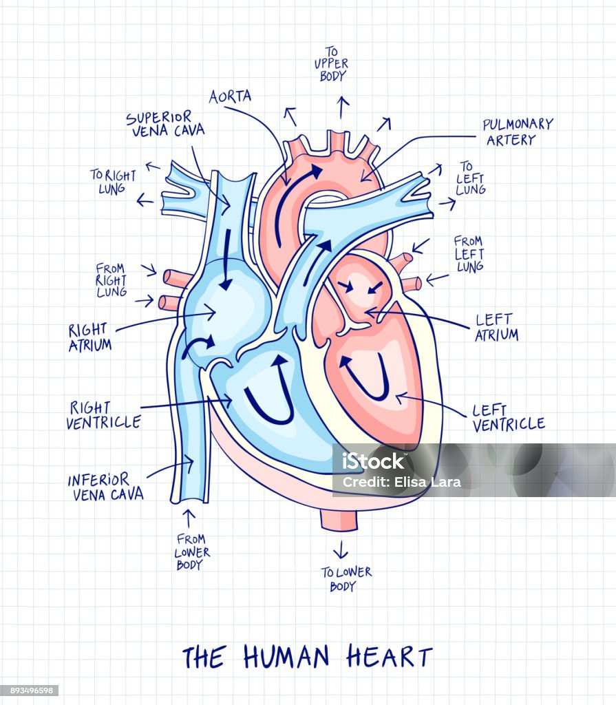 Sketch Of Human Heart Anatomy With Hand Written Labels Stock ...