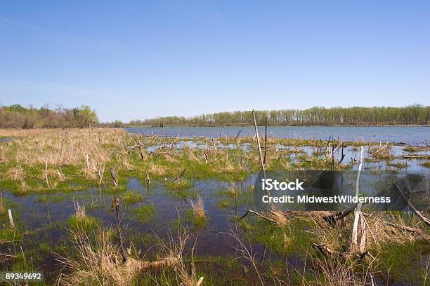 Photo libre de droit de Marsh banque d'images et plus d'images libres de droit de Eau - Eau, Flore, Horizontal