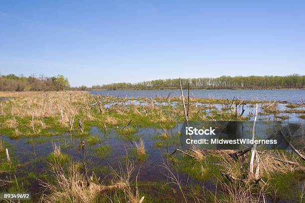 Marsh Stock Photo - Download Image Now - Color Image, Grass Area, Horizontal