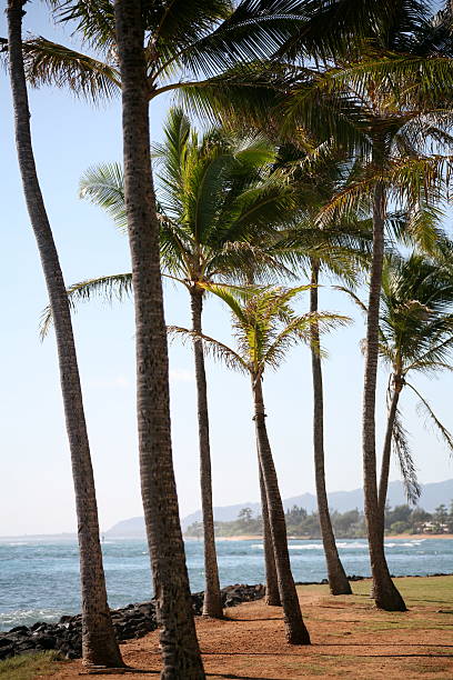 istock Gove of Coconut Trees 89349769