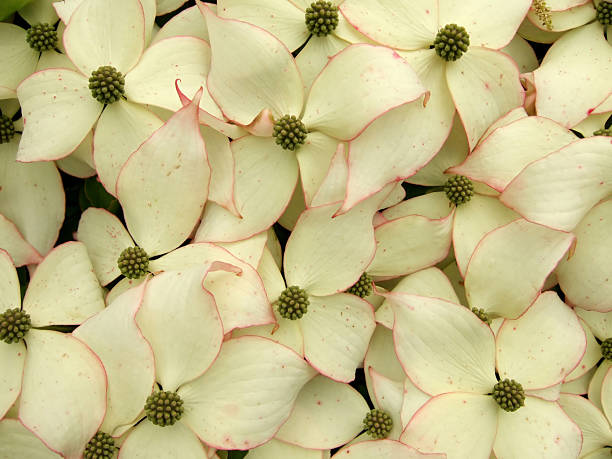 White petals stock photo