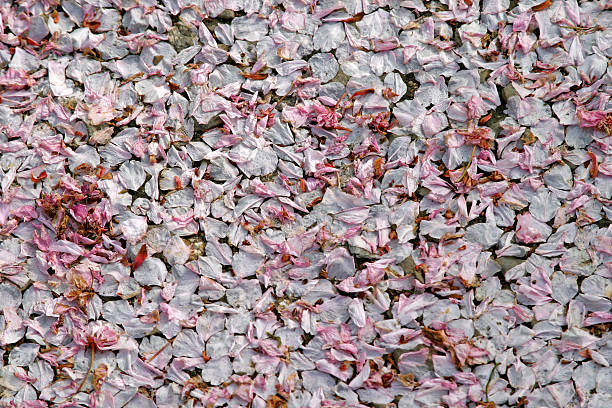 istock The end of cherryblossom 89349887
