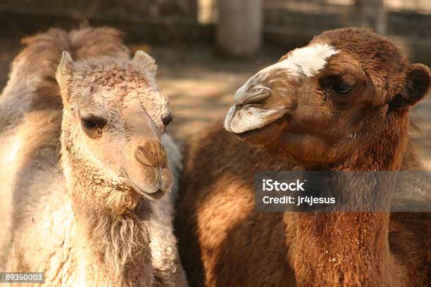 Due Cammelli - Fotografie stock e altre immagini di Africa - Africa, Animale, Cammello