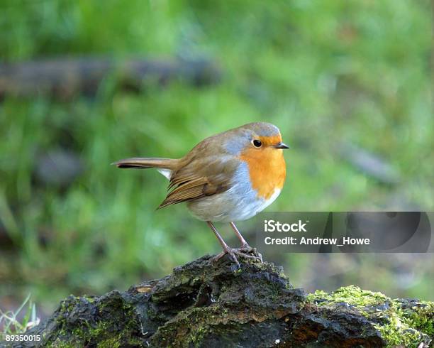 Photo libre de droit de Robin banque d'images et plus d'images libres de droit de Angleterre - Angleterre, Rouge-gorge, Oiseau