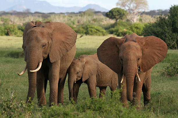 Elephant Family stock photo