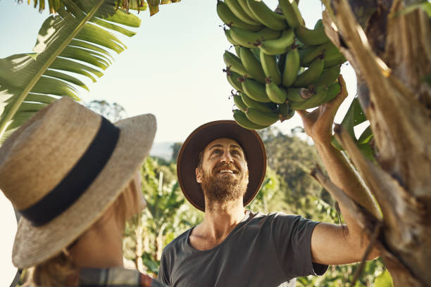 istock We love a good banana tree
 life 893500974
