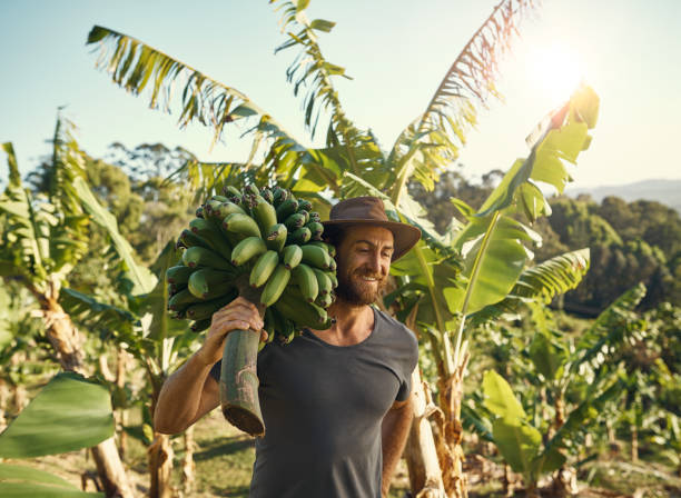 entusiasmado con el crecimiento de la población de alimentación - plátano fruta tropical fotos fotografías e imágenes de stock