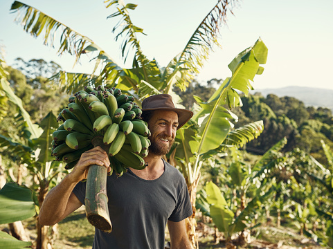 Shot of a man carrying a bunch of bananas on his farm