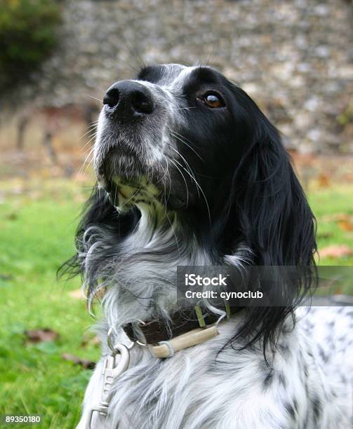 Setter Inglese - Fotografie stock e altre immagini di Ambientazione esterna - Ambientazione esterna, Animale, Animale da compagnia