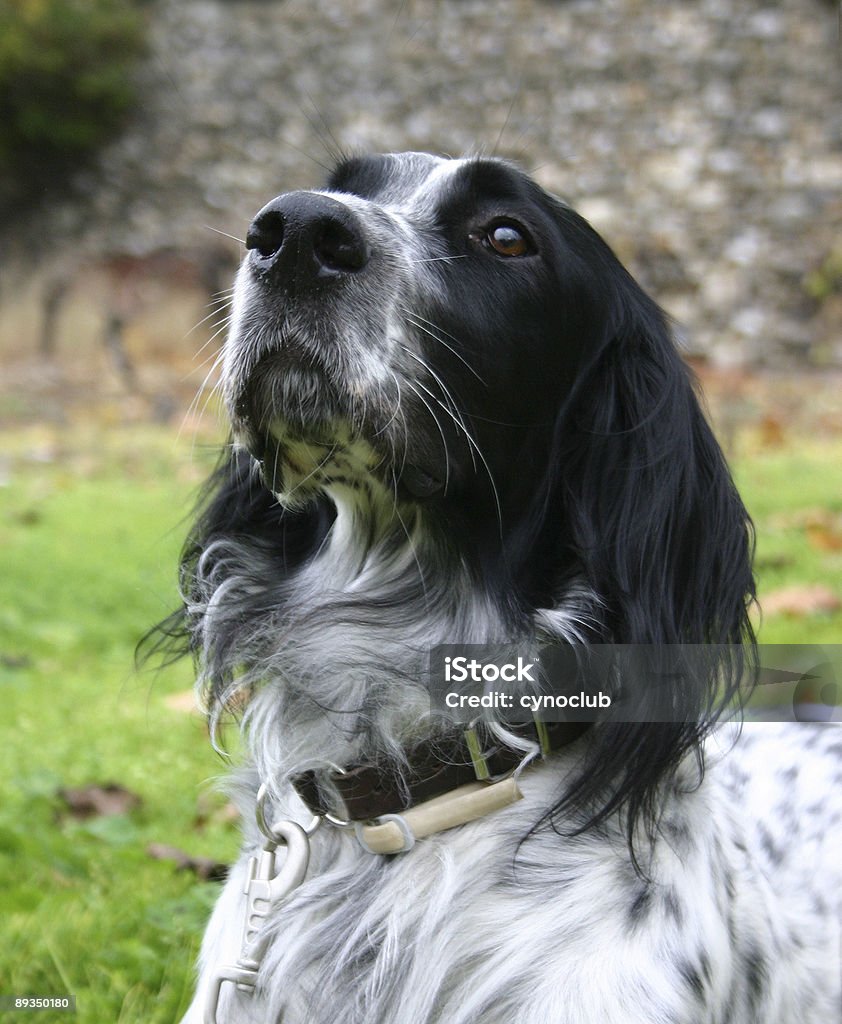 english setter  Animal Stock Photo