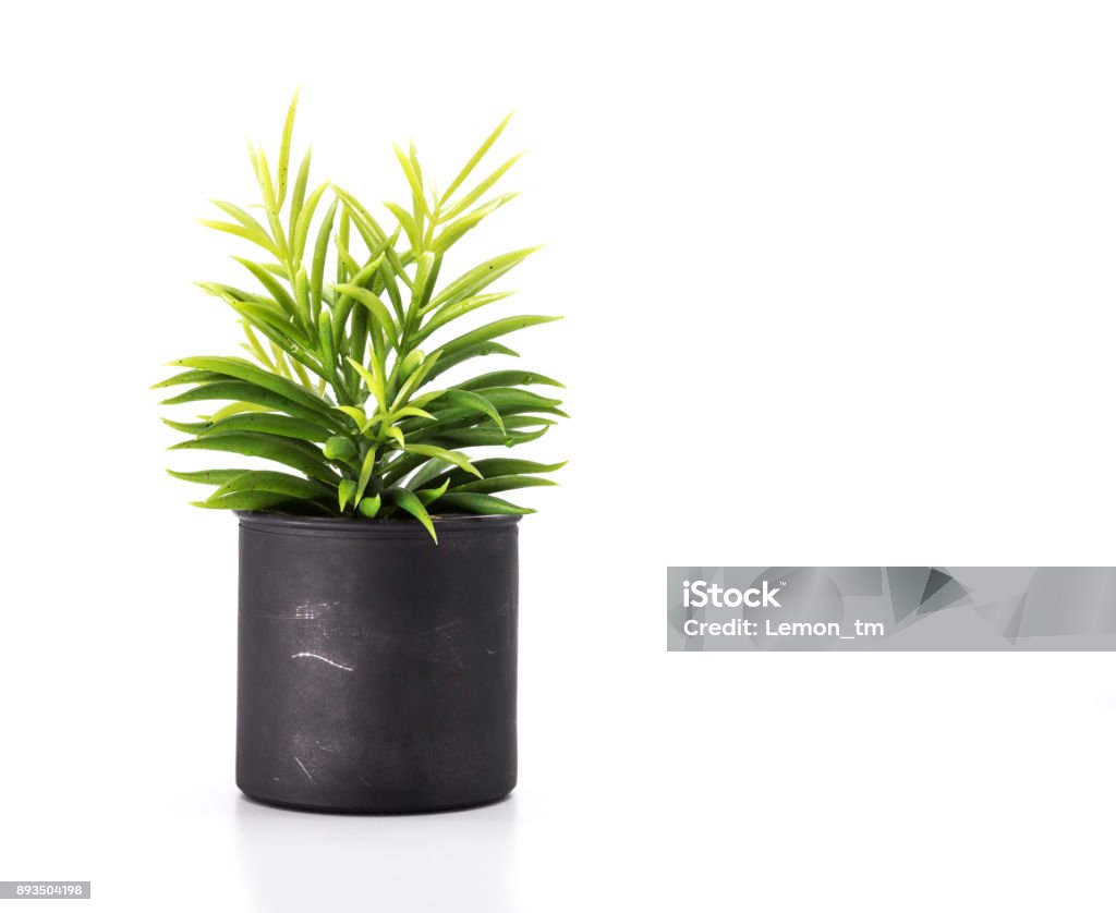 Boom pot op witte achtergrond en copyspace. Kamerplant voor decoratie. - Royalty-free Plant Stockfoto