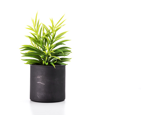Tree pot on white background and copyspace. Houseplant for decorations.