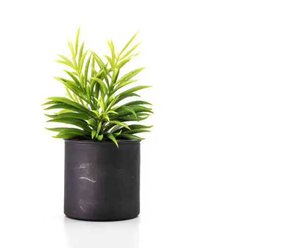Photo of Tree pot on white background and copyspace. Houseplant for decorations.
