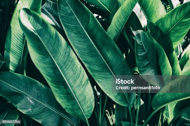 Tropical Jungle Leaf Stock Photo - Download Image Now - Tropical Climate, Tropical Rainforest, Leaf