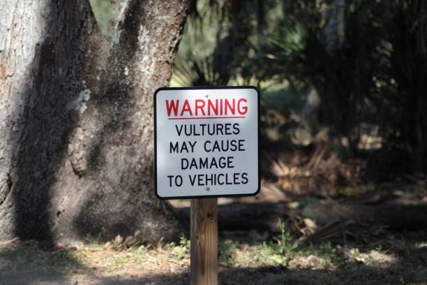 istock Vultures warning sign at Myakka State Park, Florida. 893509614