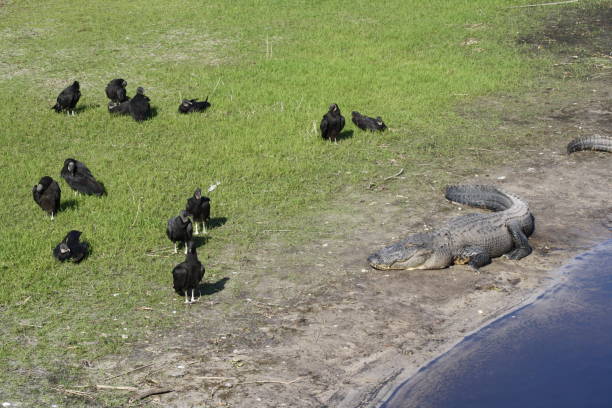 An alligator lying on the river beach with vultures.