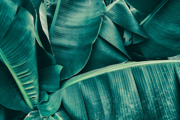 istock tropical banana palm leaf, dark green toned 893510050