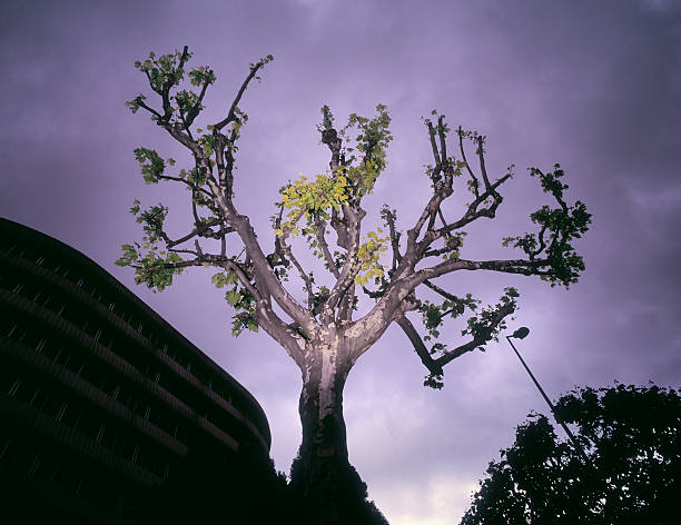 albero della città - office park flash foto e immagini stock