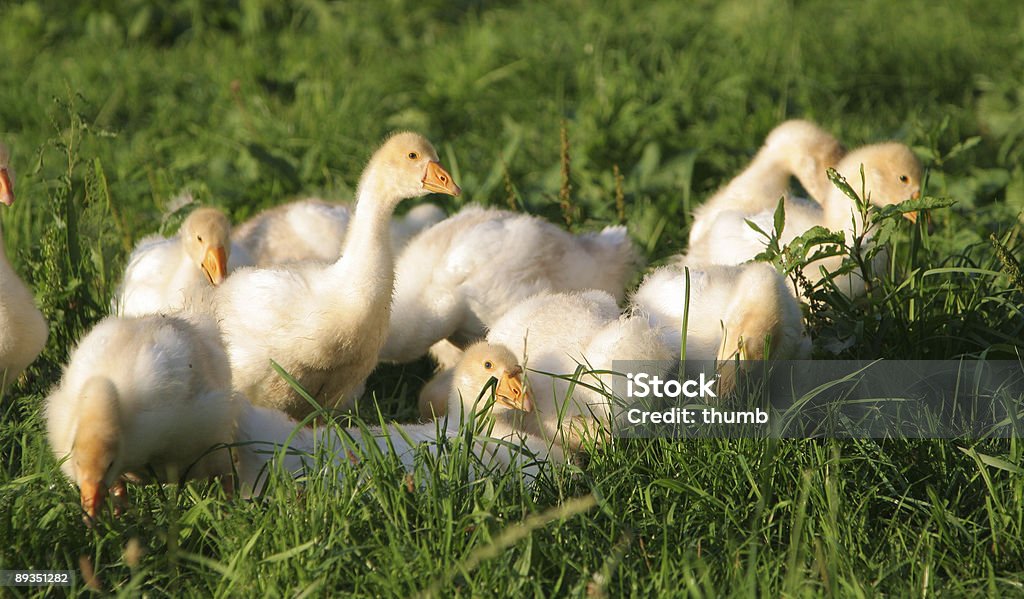 goslings 사이에서 잔디 - 로열티 프리 가금류 스톡 사진
