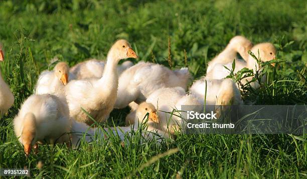 Goslings Среди Трава — стоковые фотографии и другие картинки Белое мясо - Белое мясо, Водный организм, Вылупление - Поведение животного