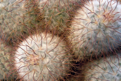 closeup of a cactus