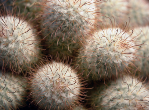 full frame cactus closeup