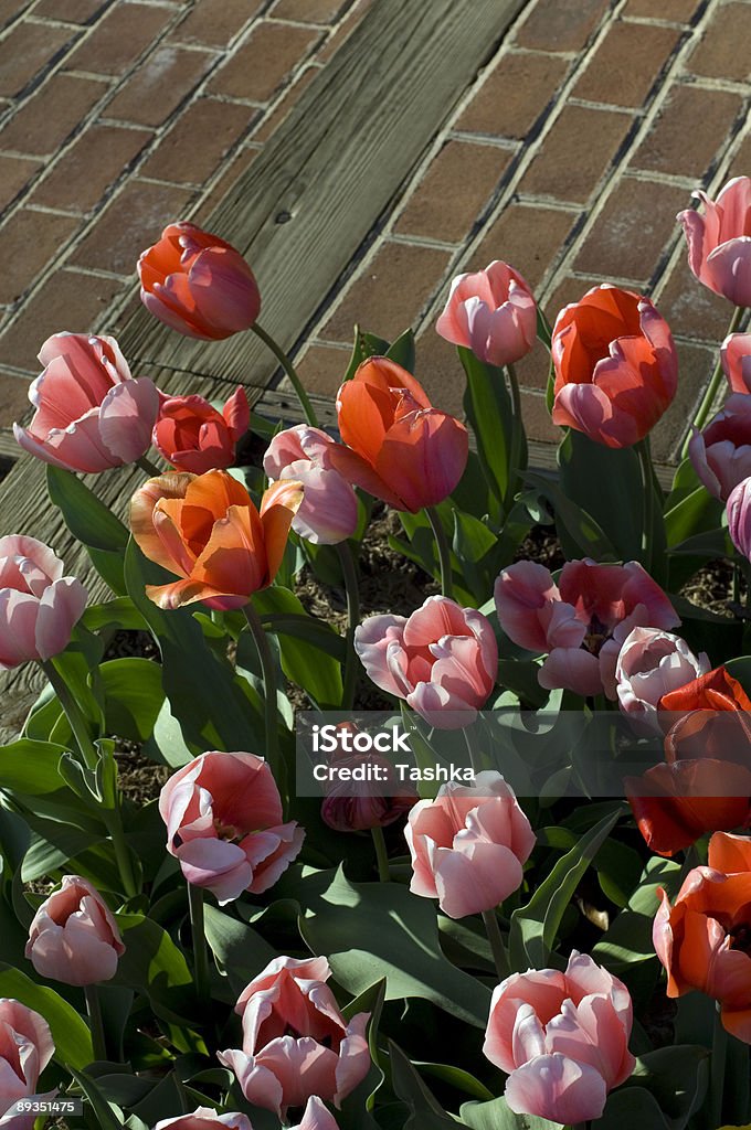 Primavera tempo - Foto stock royalty-free di Aiuola