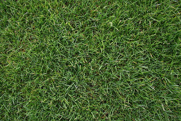 Grass stock photo