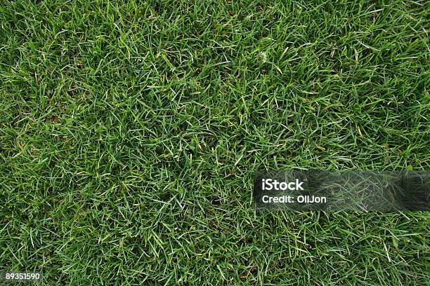 Grass Stock Photo - Download Image Now - Agricultural Field, Agriculture, Backgrounds