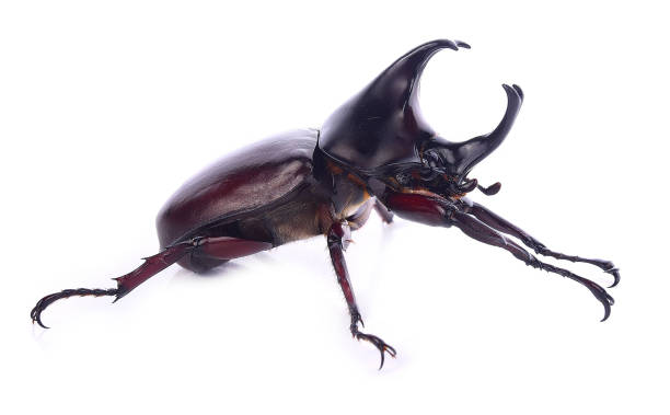 istock Rhinoceros beetle isolated on white background 893517482