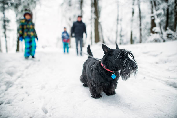 冬の森の家族の歩行犬 - animal dog winter snow ストックフォトと画像