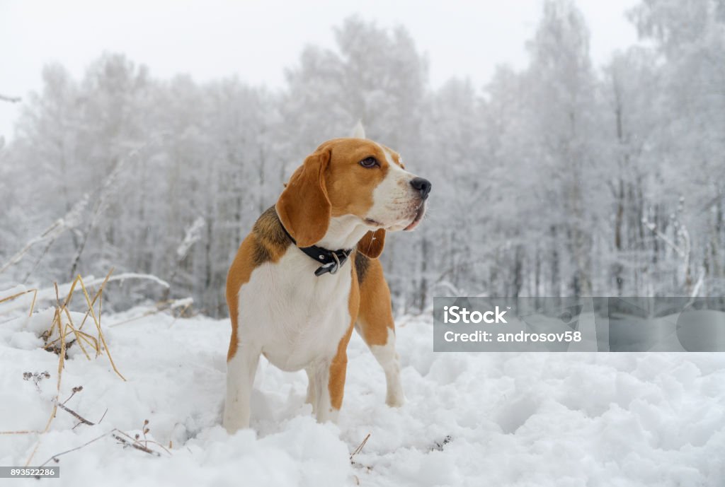 Beagle dog walking in the winter snowy forest dog Beagle on a walk in the winter woods with white snowdrifts and snow-covered trees Adult Stock Photo
