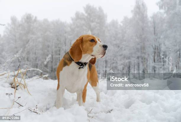 Beagle Dog Walking In The Winter Snowy Forest Stock Photo - Download Image Now - Adult, Animal, Autumn