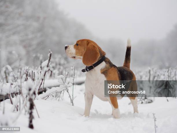 Beagle Dog Walking In The Winter Snowy Forest Stock Photo - Download Image Now - Adult, Animal, Autumn