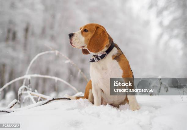 Beagle Dog Walking In The Winter Snowy Forest Stock Photo - Download Image Now - Animal, Animal Back, Back