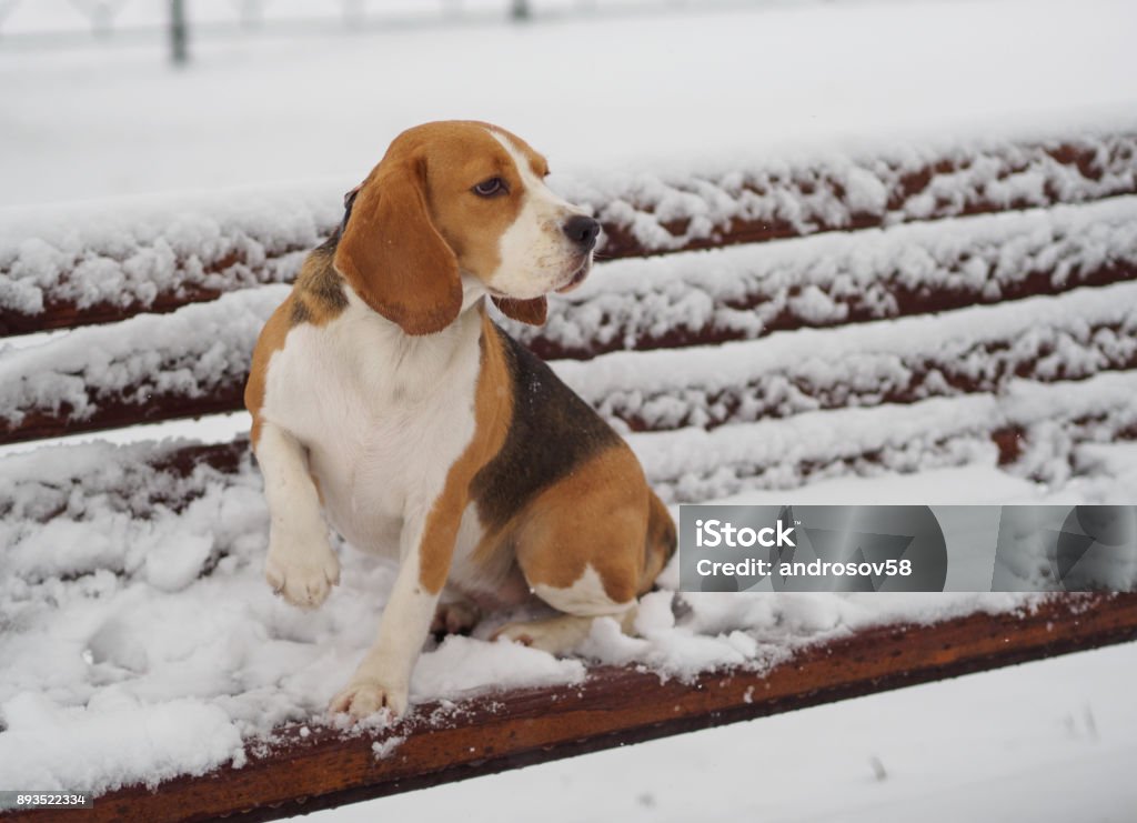 Beagle dog on a snowy bench in the Park OLYMPUS DIGITAL CAMERA Agricultural Field Stock Photo