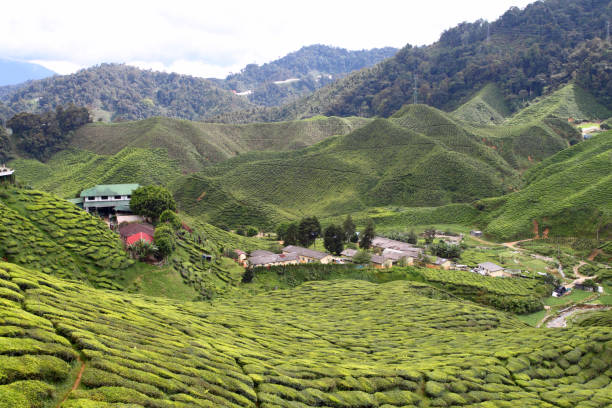 istock Cameron Highland, Malaysia 893522632