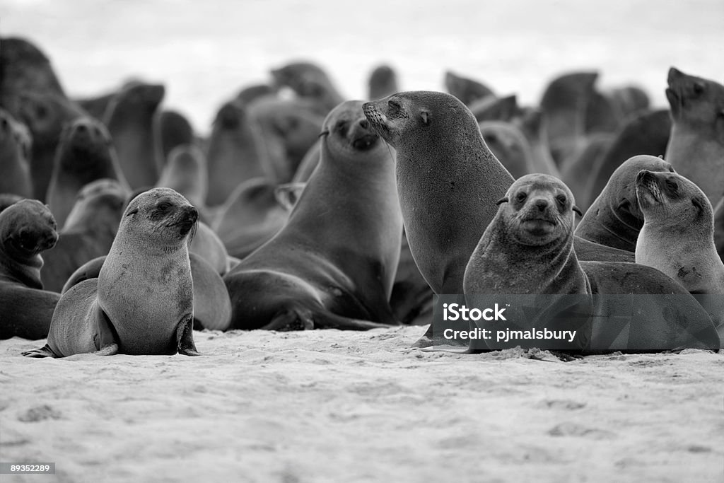 Colônia de focas na costa de Skeleton - Foto de stock de Animais de Safári royalty-free