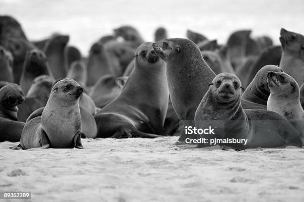 Foto de Colônia De Focas Na Costa De Skeleton e mais fotos de stock de Animais de Safári - Animais de Safári, Colônia - Grupo de Animais, Costa do Esqueleto