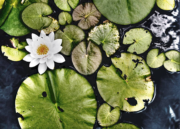 Poduszki z Kwiat Lilia – zdjęcie