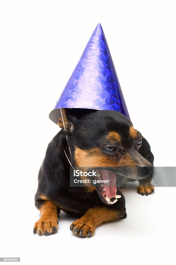 little funny perros! aislados. - Foto de stock de Acostado libre de derechos